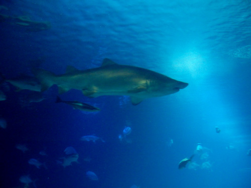 L'Oceanogr&agrave;fic Center.